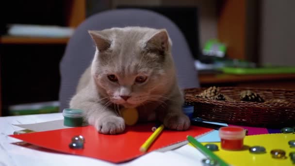 Sly gato británico saltó sobre la mesa y quiere robar artículos. Instinto animal — Vídeos de Stock