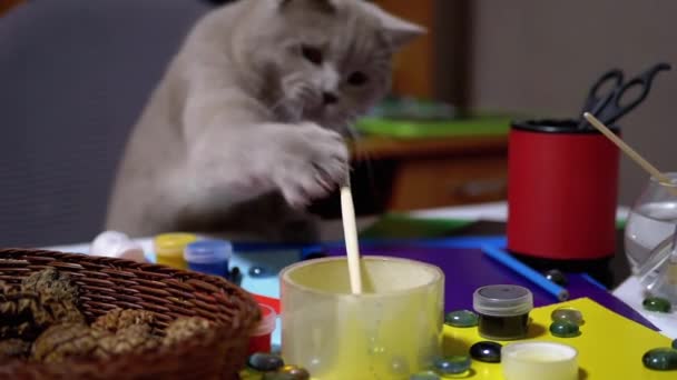 Sly British Cat pulou na mesa e roubou pincel de pintura. Ladrão. Instinto animal — Vídeo de Stock