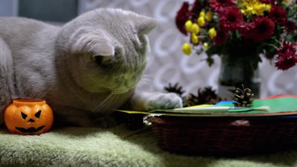 Gato escocês brincando com escova no fundo de flores de outono. Halloween. — Vídeo de Stock