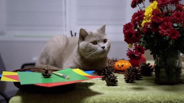 Scottish Straight Cat est assis sur fond de fleurs d'automne. Halloween avec animaux de compagnie — Video