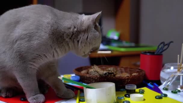 Sly British Cat Jumped on Table and to Steal Paint Brush. Thief. Animal Instinct — Stock Video