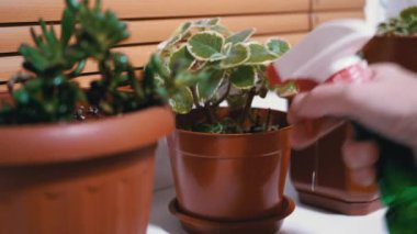 Pencere kenarındaki çömlekte çiçek bitkisinin yeşil yapraklarını spreyleyen kadın elleri