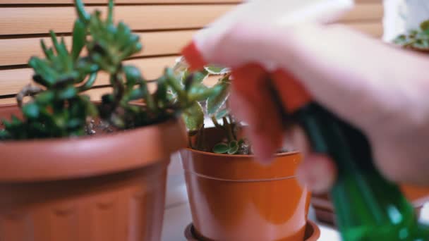 Mãos femininas pulverizando folhas verdes da planta da flor no potenciômetro no peitoril da janela em casa — Vídeo de Stock