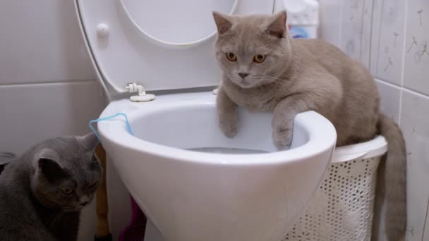 두 마리의 영국 고양이가 물 속에서 탐사를 하고 있다. 고양이 한 마리가 토일 렛 에 앉고 있다. — 비디오