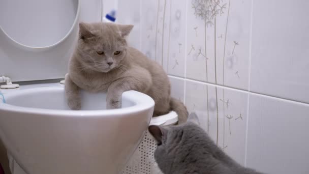 두 마리의 영국 고양이가 물 속에서 탐사를 하고 있다. 고양이 한 마리가 토일 렛 에 앉고 있다. — 비디오