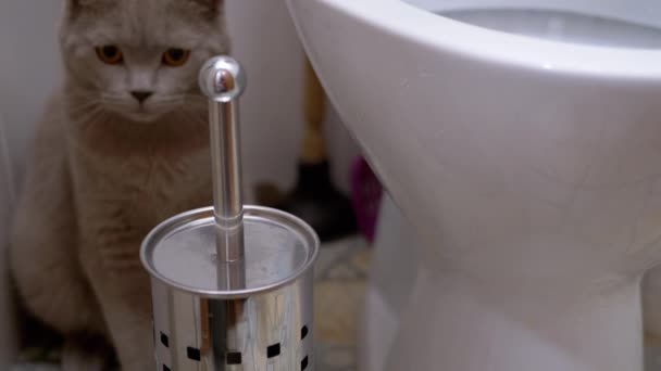 Brittiska renrasiga katt, sitter på toaletten och tittar på rörelse av ett objekt — Stockvideo