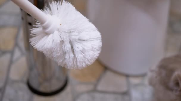 Movimento com escova de toalete na frente de Olhos de gato britânico sentado. Close-up — Vídeo de Stock
