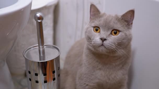 英国纯猫，坐在厕所里，观察物体的运动 — 图库视频影像
