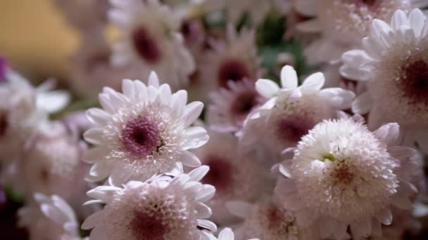 Bellissimo, lussureggiante Bouquet di crisantemi bianchi e viola negli interni della casa — Video Stock