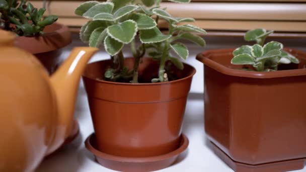 Femalle manos riego plantas verdes en macetas en el alféizar de la ventana de la casa de la tetera — Vídeo de stock