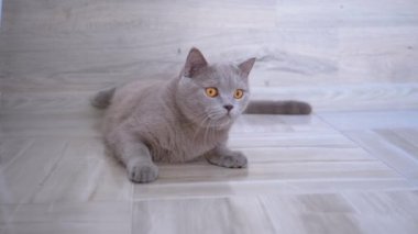 Düz Kulaklı Güzel Gri İngiliz Kedisi Evinde Yerde Yalan Söylüyor. Sakin Evcil Hayvan.