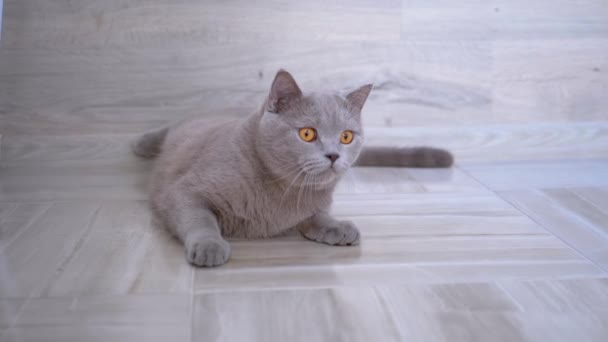 Mooie grijze Britse kat met rechte oren Leugens thuis op de vloer. Kalm huisdier. — Stockvideo