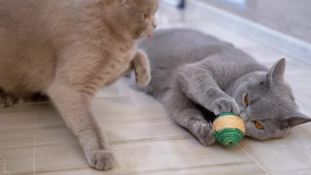 Две симпатичные серые британские домашние кошки кусают, бьют, атакуют, играют с мячом — стоковое видео