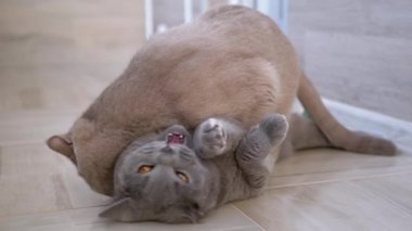 İki Gri Gri İngiliz Ev Kedileri Isırır, Dövüşür, Saldırır, Flore 'a Oynar. Yakın plan