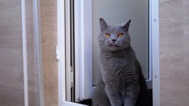 Güzel Gri Kulaklı İngiliz Kedisi Yerde oturuyor, yukarı bakıyor