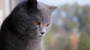 Güzel Gri Kulaklı İngiliz Kedisi Pencereden Dışarı Bakıyor