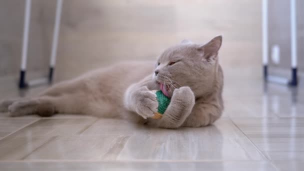 Гарний сірий британський домашній кіт грати на підлозі з м'ячем. Грайливий, активний домашній улюбленець . — стокове відео