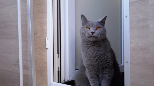 Schöne graue Britische Katze mit geraden Ohren sitzt auf dem Boden und schaut auf — Stockvideo