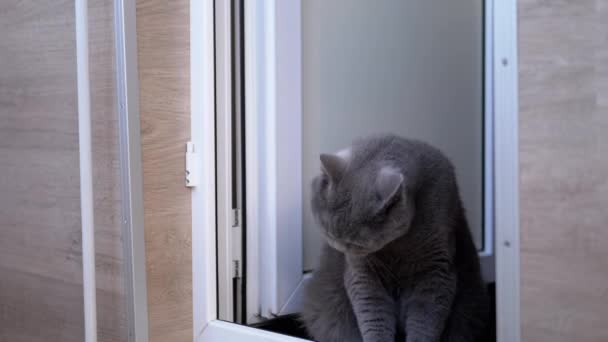 Piękny szary brytyjski kot z prostymi uszami siedzi na podłodze, liże wełnę — Wideo stockowe