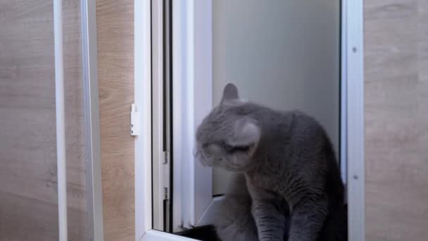 Gato britânico cinza bonito com orelhas retas está sentado no chão, cabeça acenando — Vídeo de Stock