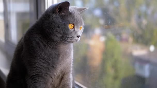 Portrait beau chat britannique gris avec des oreilles droites regarde par la fenêtre — Video