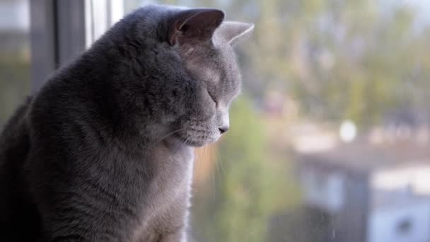Portrét Krásná šedá britská kočka s rovnýma ušima se dívá z okna — Stock video