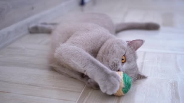 Nice Gray gato doméstico británico jugar en el suelo con pelota. Juguetón, Mascota activa. — Vídeo de stock