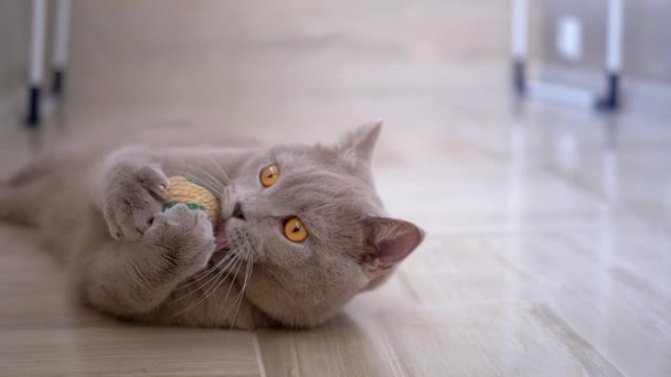 Bel gatto domestico britannico grigio gioca sul pavimento con la palla. Animale domestico giocoso e attivo. — Video Stock