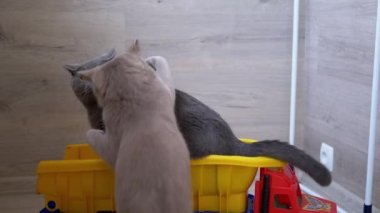 İki Gri Gri İngiliz Ev Kedisi Isırır, Dövüşür, Saldırır, Büyük Oyuncak Bir Arabanın yanında Oynar