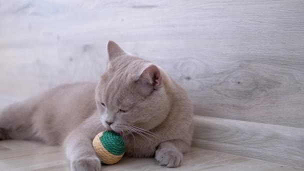 Nice Gray British Domestic Cat Play on Floor with Ball. Playful, Active Pet. — стоковое видео