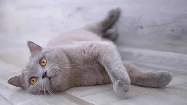 Mooie grijze Britse kat met rechte oren Leugens thuis op de vloer. — Stockvideo