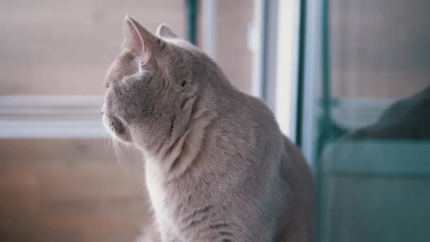Mooie grijze Britse kat met rechte oren zit thuis op de vloer — Stockvideo