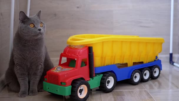 Gato britânico cinza com orelhas retas sentado em casa no chão perto de Big Toy Car — Vídeo de Stock