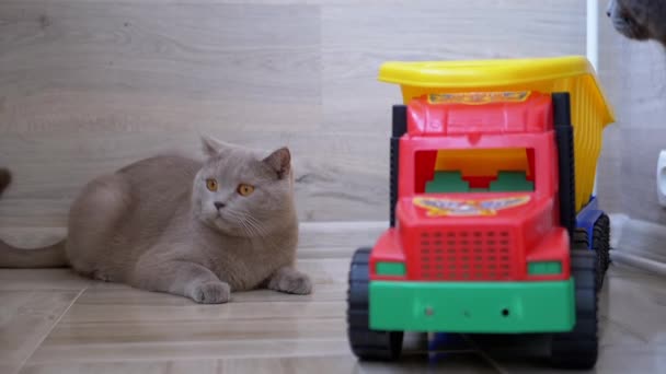 真っ直ぐな耳を持つ美しい灰色の英国猫が床に家に横たわっています. — ストック動画