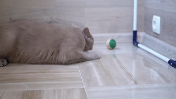 Nice Gray British Domestic Cat Play on Floor with Ball. Playful, Active Pet. — стоковое видео