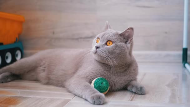 真っ直ぐな耳を持つ美しい灰色の英国猫が床に家に横たわっています. — ストック動画