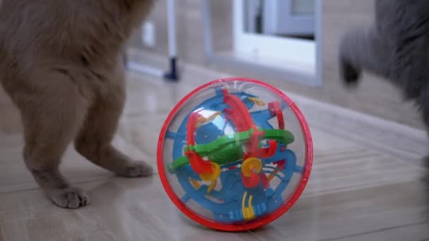Mordedura de dos gatos domésticos británicos grises agradables, lucha, ataque, juego con la bola — Vídeo de stock