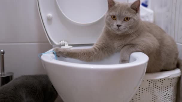 两只英国猫正在探索厕所.一只猫坐在马桶上，另一只猫坐在马桶上 — 图库视频影像