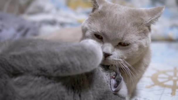 두 명의 Nice Gray British Domestic Cats Bite, Fight, Attack, Play on Bed. 가까이 서 본 모습 — 비디오