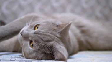 Uykulu Kahverengi Gözlü ve Uzun Bıyıklı Gri İngiliz Heteroseksüel Kedi Portresi