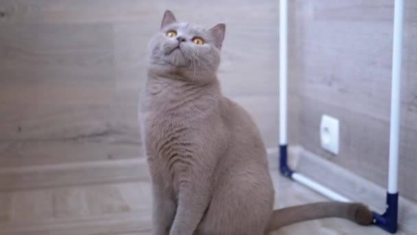 Nice Gray British domácí kočka hrát na podlaze s míčem. Hravý, aktivní mazlíček — Stock video
