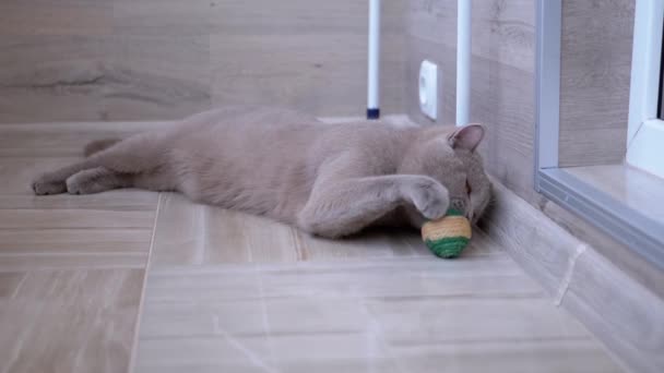 Trevlig Gray Brittisk Inhemska Katt Spela på Golvet med Ball. Lekfull, aktiv sällskapsdjur — Stockvideo