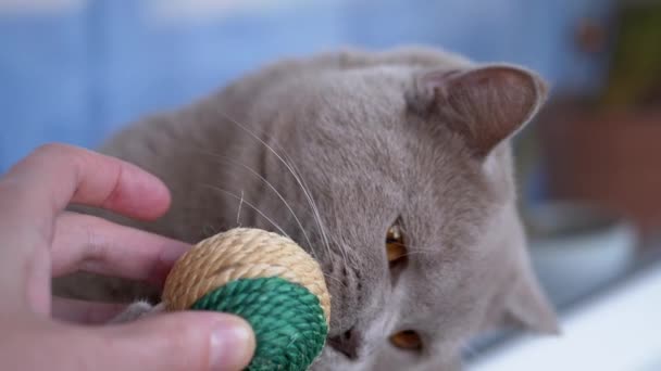 Mano femenina jugando pelota con taquigrafía británica Nice Grey Cat. Cúbrete. — Vídeo de stock