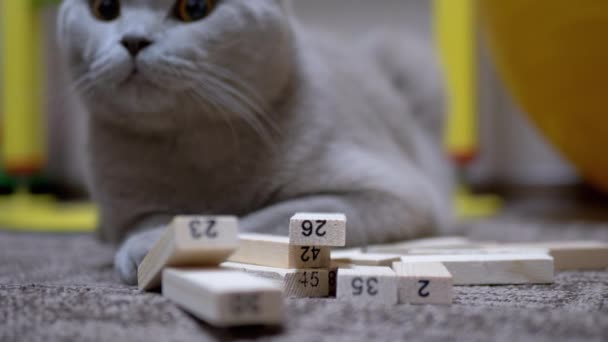 Британский кот сидит рядом с разрушенными деревянными блоками игры — стоковое видео
