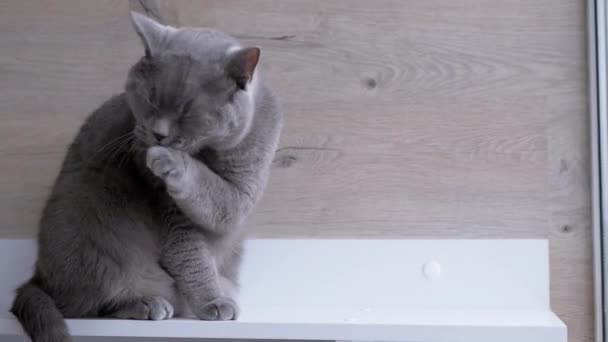 Gray Britse Home Cat zitten en grondig, Snel wast muilkorf met poten. 4K — Stockvideo