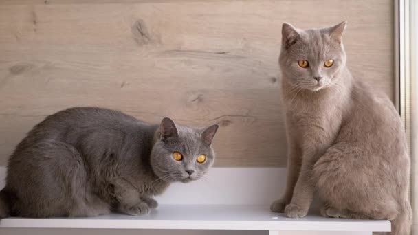 Twee Britse Gray Home Cats zittend op tafel, kijkend naar Beweging van Voorwerp. Sluiten — Stockvideo
