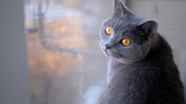 Üzgün Gri İngiliz Ev Kedisi Pencere Kenarına Oturur, Pencereye Yansıtır