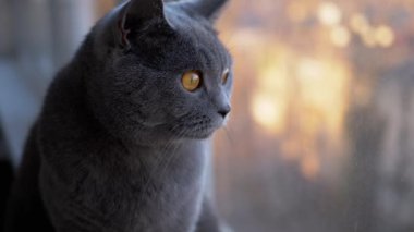 Üzgün Gri İngiliz Ev Kedisi Windowsill 'de oturup Sunset' i izliyor. Yakın plan. Ağır çekim