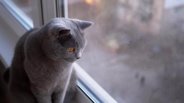 Üzgün Gri İngiliz Ev Kedisi Windowsill 'de oturup Sunset' i izliyor. Yakın plan. Ağır çekim