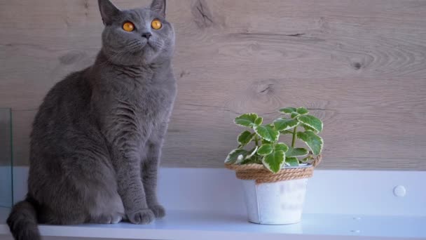 Gato britânico cinzento senta-se, olhando pensivamente para cima, perto de uma flor de hortelã em um vaso. — Vídeo de Stock